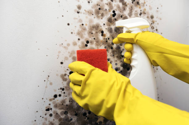 Best Residential Mold Remediation in Norridge, IL