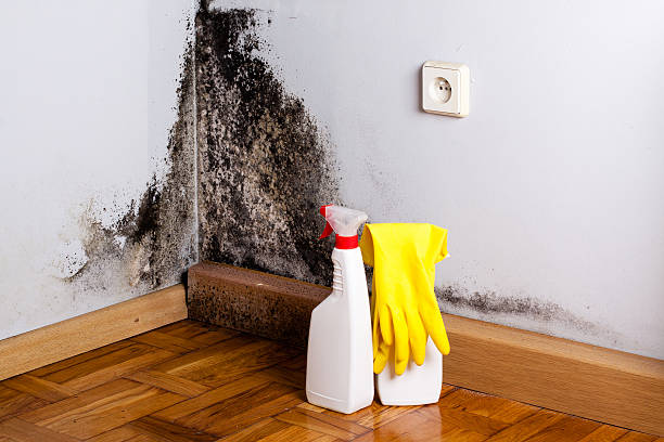 Best White Mold Remediation in Norridge, IL