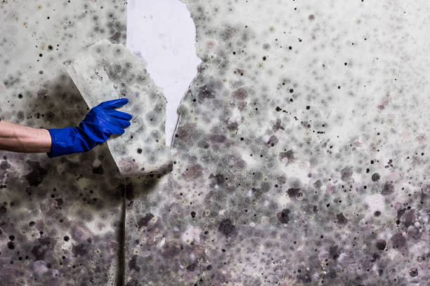 Best Black Mold Remediation in Norridge, IL