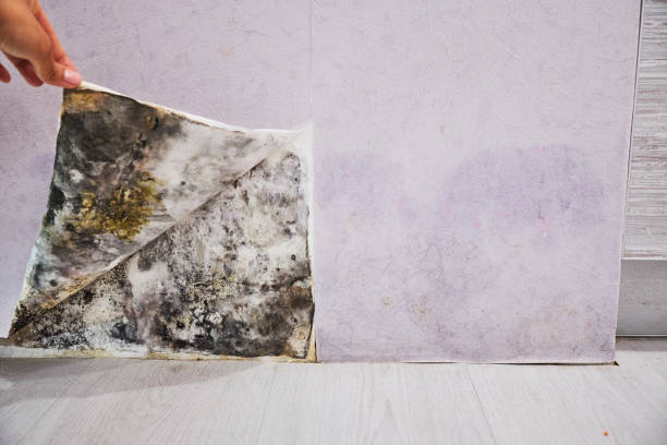 Best Health and Safety Mold Remediation in Norridge, IL